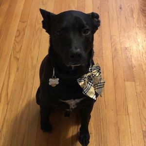 Meet your Posher, David